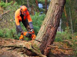 Best Storm Damage Tree Cleanup  in Manchester, WA